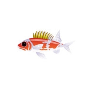 Common Squirrelfish